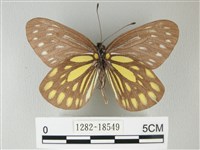 流星絹粉蝶藏品圖，第2張