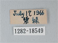 流星絹粉蝶藏品圖，第3張