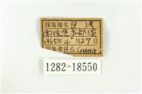 三斑虎灰蝶藏品圖，第3張