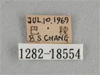 散紋盛蛺蝶藏品圖，第3張