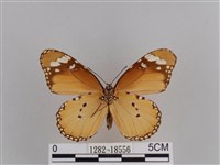 樺斑蝶藏品圖，第2張