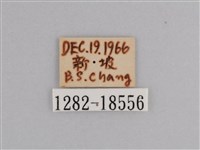 樺斑蝶藏品圖，第3張