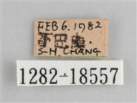 鱗紋眼蛺蝶藏品圖，第3張