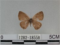 波灰蝶藏品圖，第1張