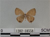 波灰蝶藏品圖，第2張