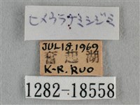 波灰蝶藏品圖，第3張