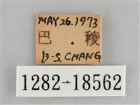 網絲蛺蝶、石牆蝶藏品圖，第3張
