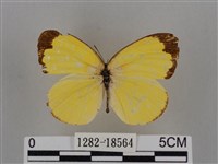 亮色黃蝶藏品圖，第1張