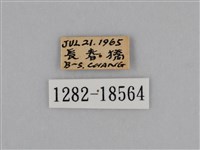 亮色黃蝶藏品圖，第3張