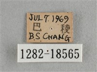 散紋盛蛺蝶藏品圖，第3張