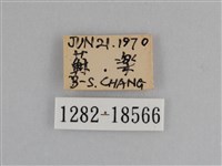 異紋紫斑蝶藏品圖，第3張