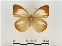 淡褐脈粉蝶藏品圖，第1張