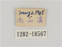 淡褐脈粉蝶藏品圖，第3張