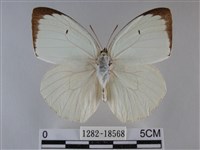 細波遷粉蝶藏品圖，第1張