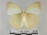 細波遷粉蝶藏品圖，第2張