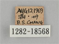 細波遷粉蝶藏品圖，第3張