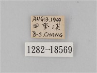 雙標紫斑蝶藏品圖，第3張