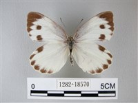 緣點白粉蝶藏品圖，第1張