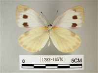 緣點白粉蝶藏品圖，第2張