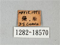 緣點白粉蝶藏品圖，第3張