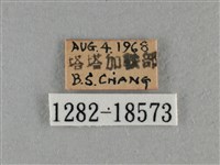 細灰蝶藏品圖，第3張