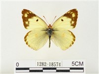 紋黃粉蝶藏品圖，第1張