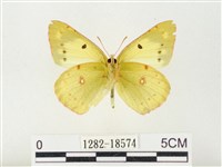 紋黃粉蝶藏品圖，第2張