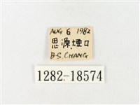 紋黃粉蝶藏品圖，第3張