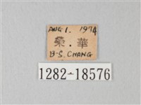 淡青雅波灰蝶藏品圖，第3張