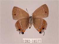 田中洒灰蝶藏品圖，第2張