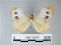 緣點白粉蝶藏品圖，第2張