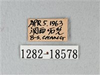 緣點白粉蝶藏品圖，第3張