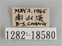 鋸粉蝶藏品圖，第3張