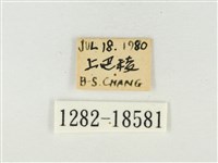 燕尾紫灰蝶藏品圖，第3張