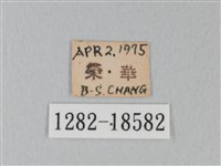 日本紫灰蝶藏品圖，第3張