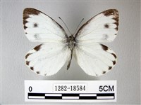 緣點白粉蝶藏品圖，第1張