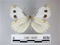 緣點白粉蝶藏品圖，第2張