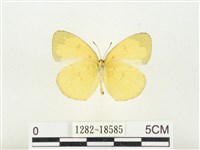 淡色黃蝶藏品圖，第2張
