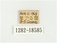 淡色黃蝶藏品圖，第3張