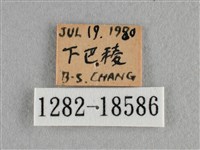 散紋盛蛺蝶藏品圖，第3張