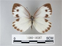 緣點白粉蝶藏品圖，第1張