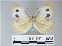 緣點白粉蝶藏品圖，第2張