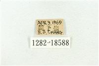 三斑虎灰蝶藏品圖，第3張