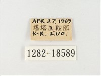 紋黃粉蝶藏品圖，第3張