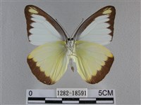 異色尖粉蝶藏品圖，第2張