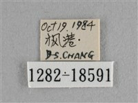 異色尖粉蝶藏品圖，第3張