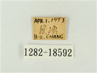 紫珈波灰蝶藏品圖，第3張