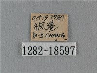 細灰蝶藏品圖，第3張