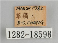 臺灣黛眼蝶藏品圖，第3張