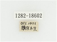 黑虎斑花金龜藏品圖，第2張